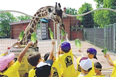 29-year-old giraffe born at the Denver Zoo euthanized due to failing health